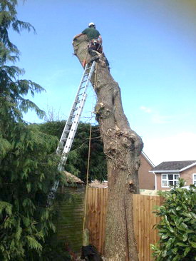 Professional tree surgeon based in the Solihull