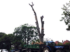 West Midlands Tree Surgery