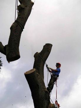 Solihull Tree Surgery